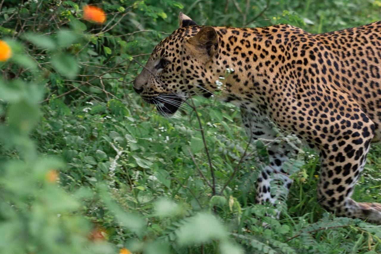 Funky Leopard Safari Lodge Bordering Yala National Park Kataragama Bagian luar foto