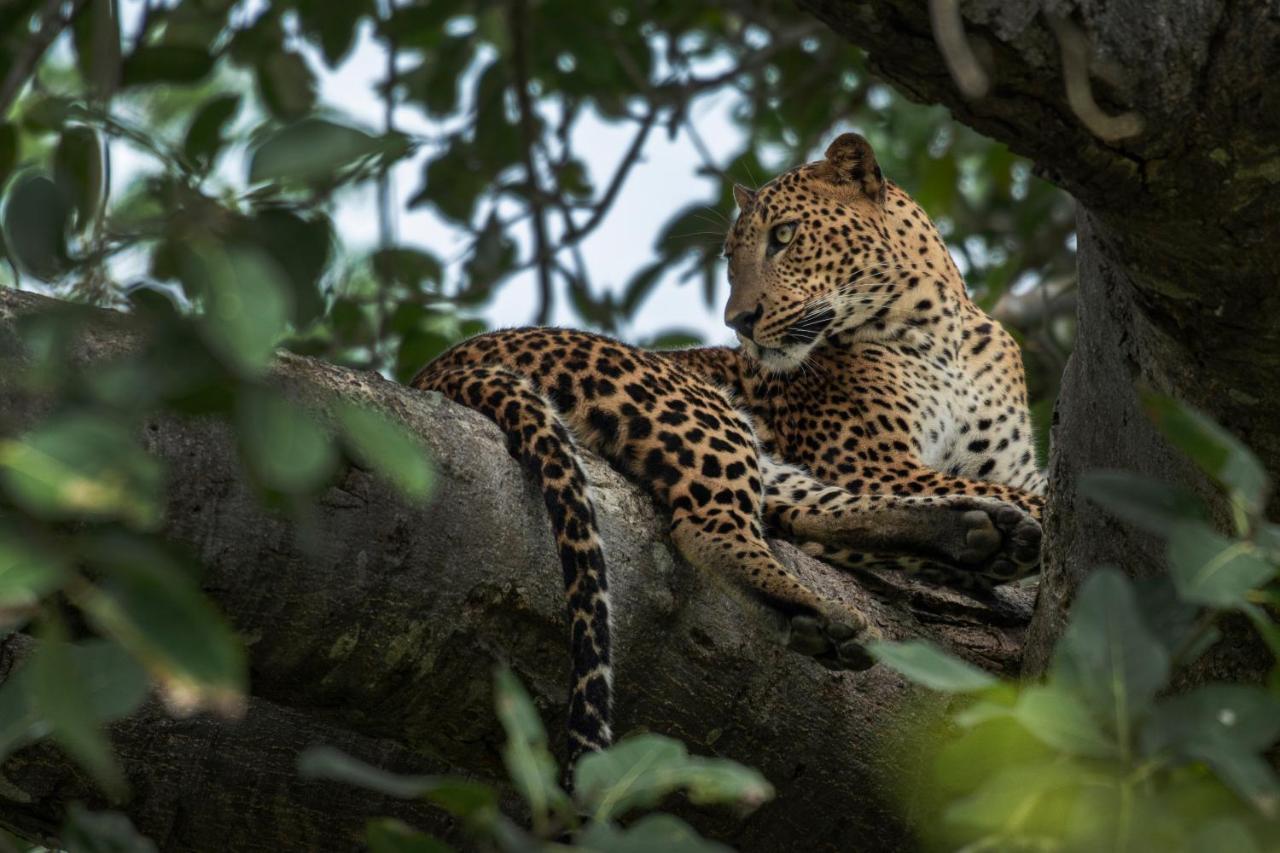 Funky Leopard Safari Lodge Bordering Yala National Park Kataragama Bagian luar foto