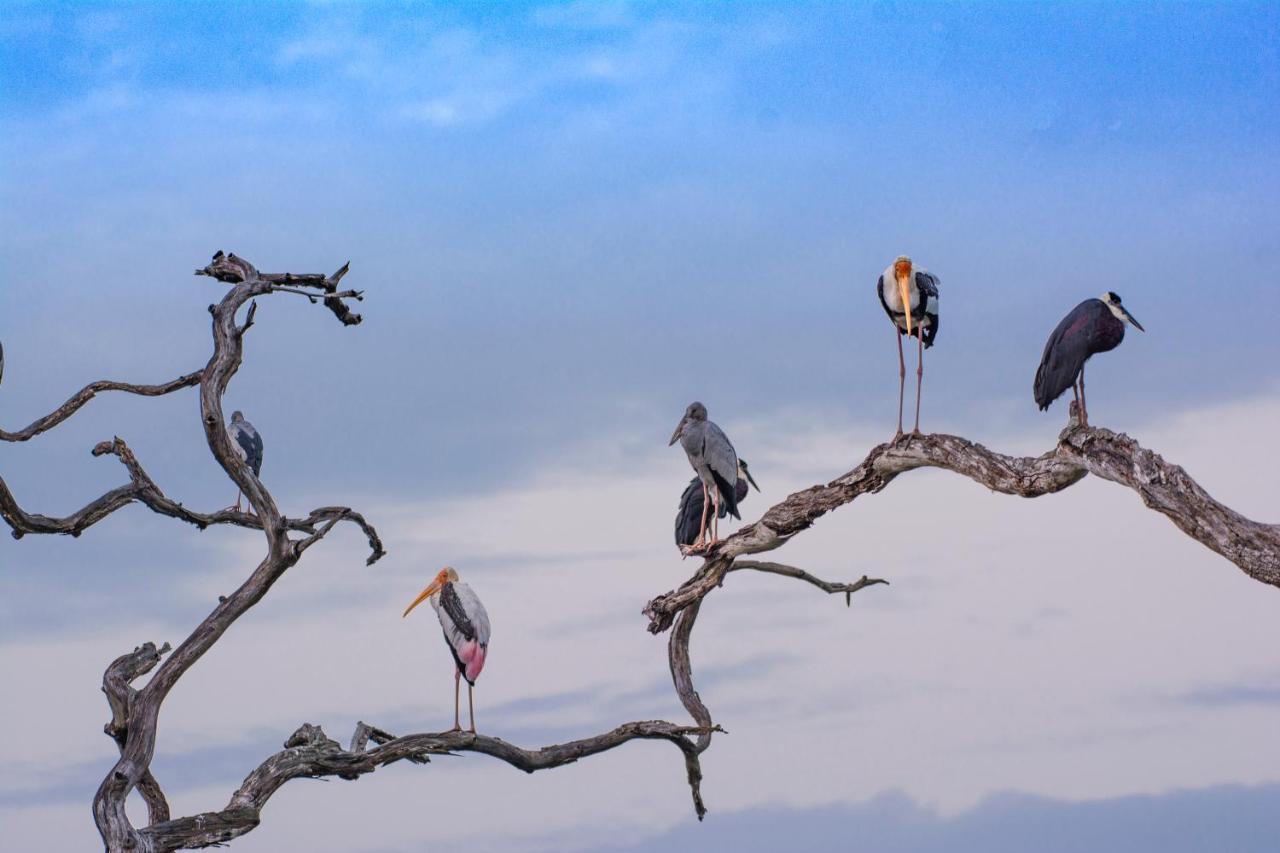Funky Leopard Safari Lodge Bordering Yala National Park Kataragama Bagian luar foto
