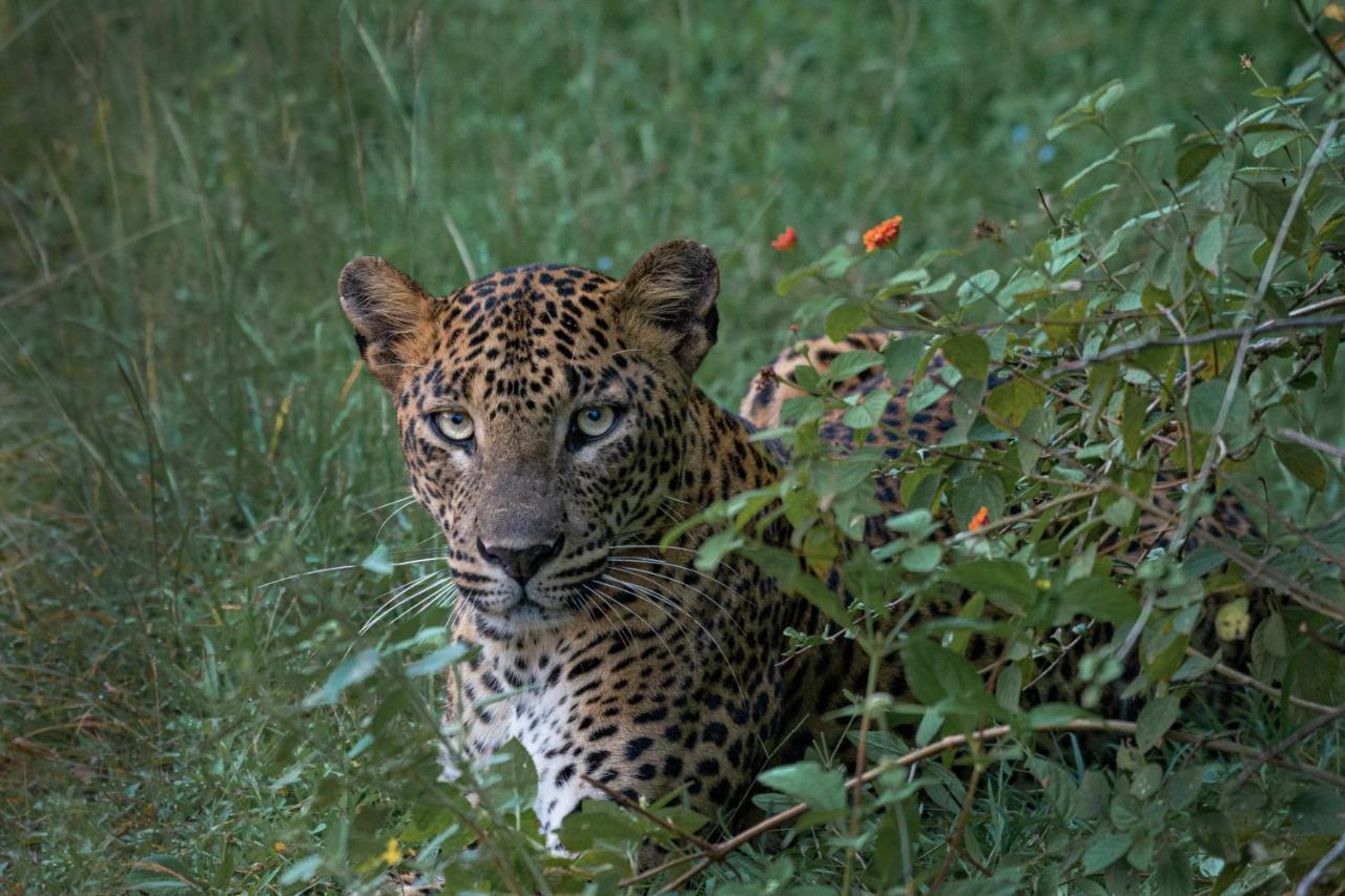 Funky Leopard Safari Lodge Bordering Yala National Park Kataragama Bagian luar foto