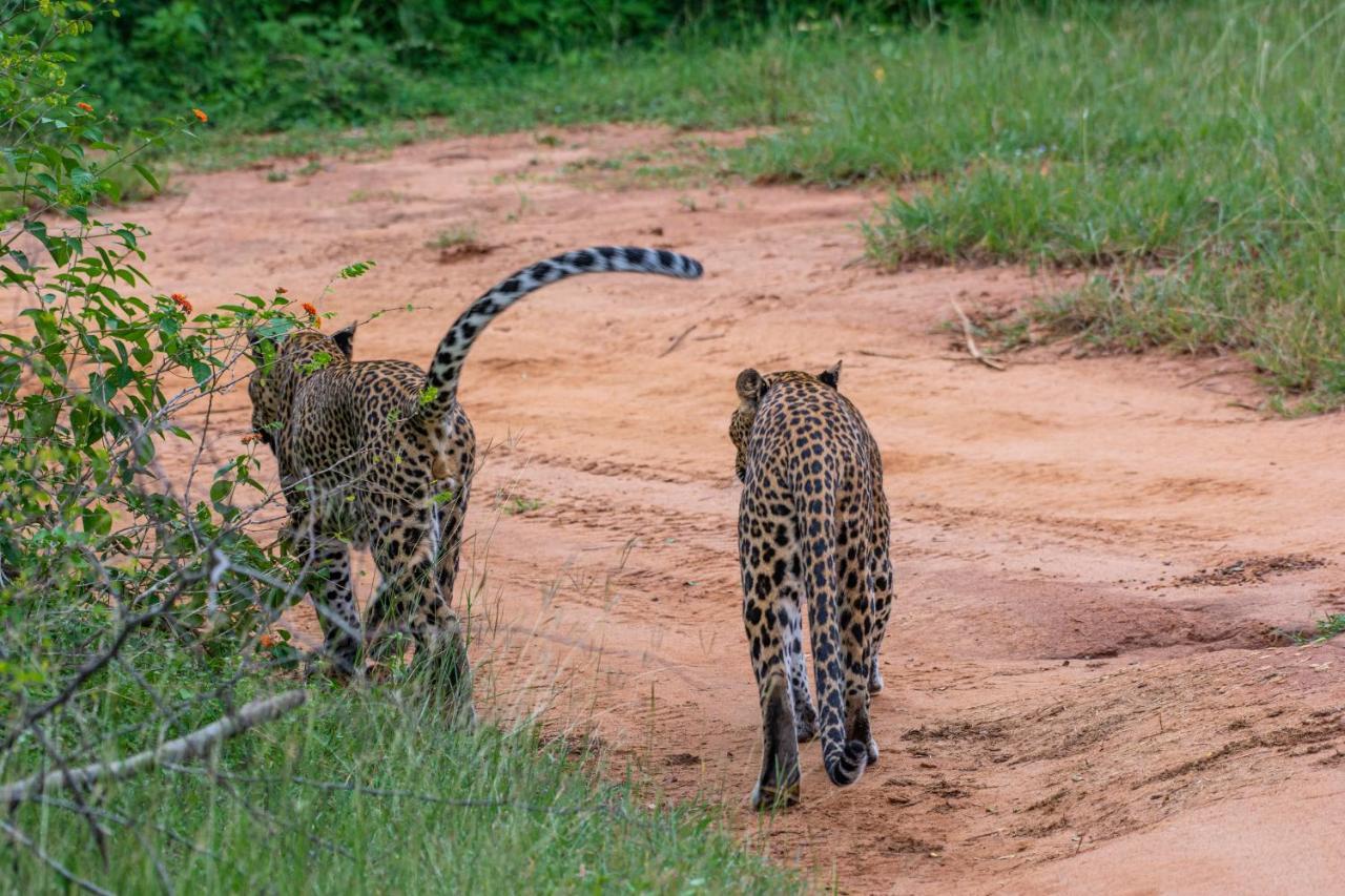 Funky Leopard Safari Lodge Bordering Yala National Park Kataragama Bagian luar foto